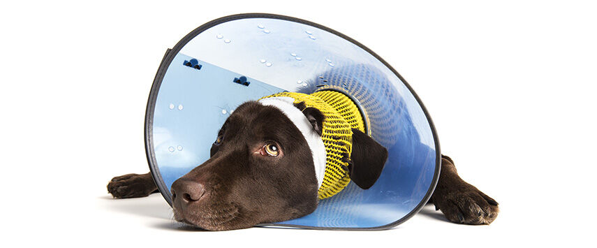 First Aid for Pets